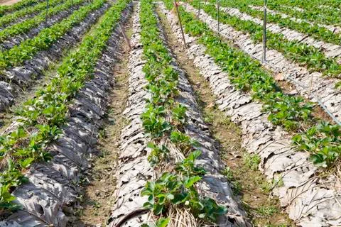 Rows of strawberry trees Stock Photos