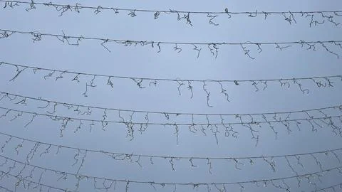 Rows of stretched light cables and disconnected garland against a clear blu.. Stock Photos