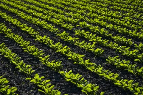 Rows of sugar beet field with leafs of young plants on fertile soil. Beetroots Stock Photos