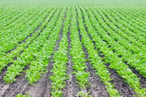 Rows of Sugar beet Stock Photos