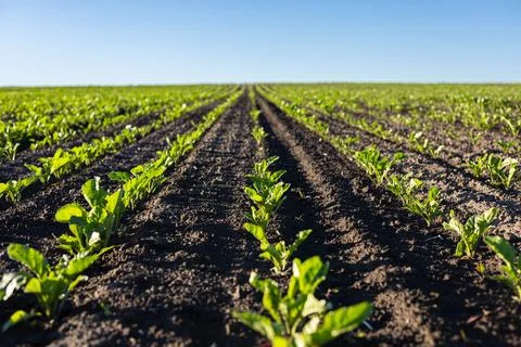 Rows of sugar beet seedlings thrive in fertile soil, reaching for sunlight .. Stock-Fotos