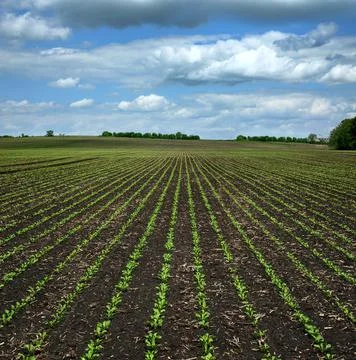 Rows of Sugar beet sprouts on field at spring with beautiful sky Stock Photos