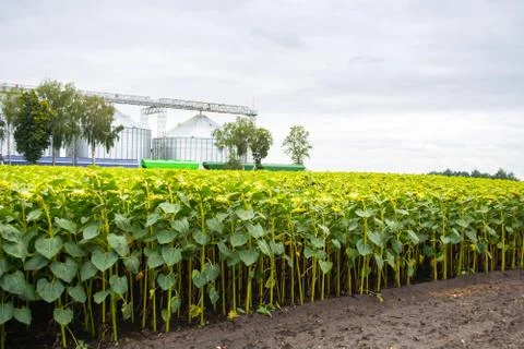 Rows of sunflower against the background of a double grain elevator Stock Photos