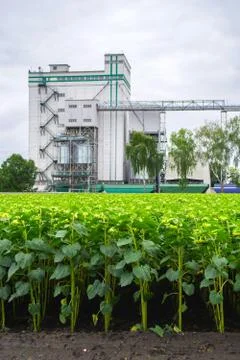 Rows of sunflower against the background of a double grain elevator Stock Photos