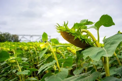 Rows of sunflower against the background of a double grain elevator Stock Photos