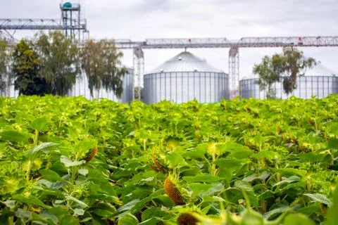Rows of sunflower against the background of a double grain elevator Stock Photos