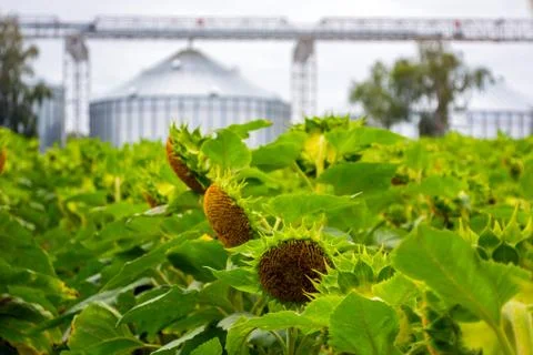 Rows of sunflower against the background of a double grain elevator Stock Photos
