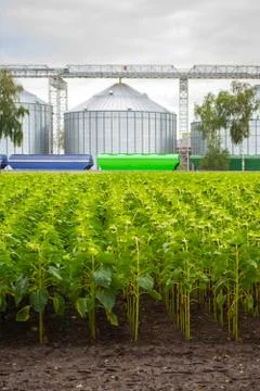 Rows of sunflower against the background of a double grain elevator Stock Photos