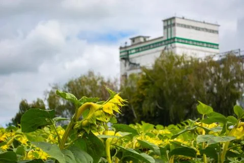 Rows of sunflower against the background of a double grain elevator Stock Photos