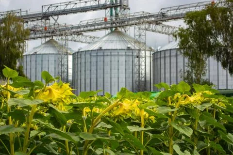 Rows of sunflower against the background of a double grain elevator Foto stock