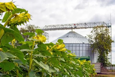 Rows of sunflower against the background of a double grain elevator Stock Photos