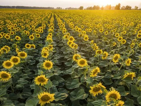 Rows of sunflowers in the evening 스톡 사진