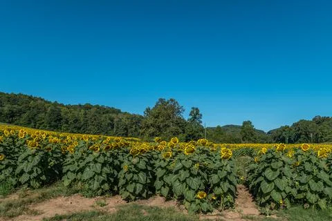 Rows of sunflowers in a field Stock Photos
