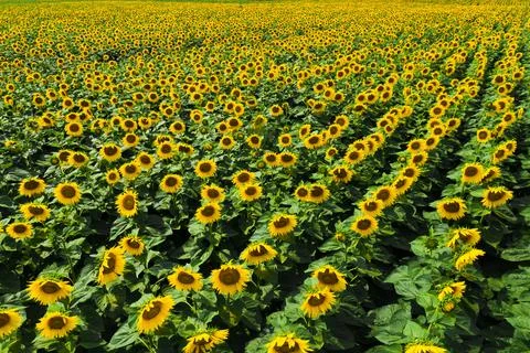Rows of sunflowers Stock Photos