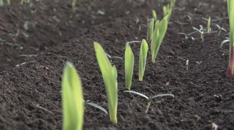 Rows of sunlit young corn plants on a moist field Stock-Footage 37253817
