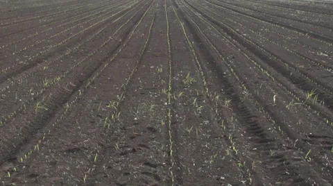 Rows of sunlit young corn plants on a moist field Stock-Footage 37256164