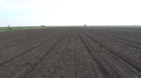 Rows of sunlit young corn plants on a moist field panoramic view Stock-Footage 37256439