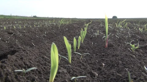 Rows of sunlit young corn plants on a moist field Stock-Footage 37256938