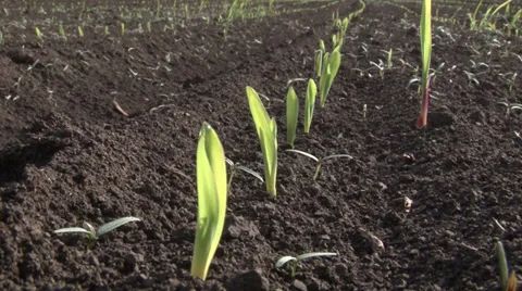 Rows of sunlit young corn plants on a moist field Vidéo 37257658