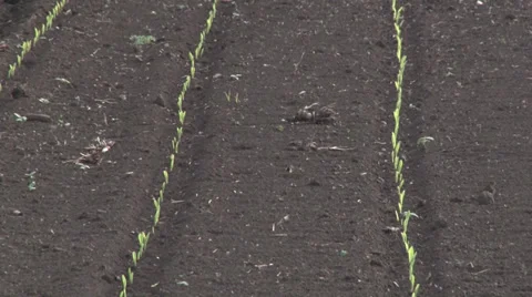 Rows of sunlit young corn plants on a moist field Stock-Footage 37260360