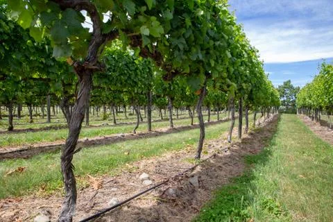 Rows of supported grapevines in a vineyard Stock Photos