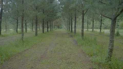 Rows of sustainably planted  pine trees Vidéo 227455411