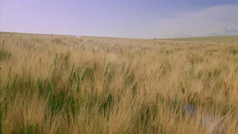 Rows of swaying green and brown wheat in wheatfields Stock Footage 310537982