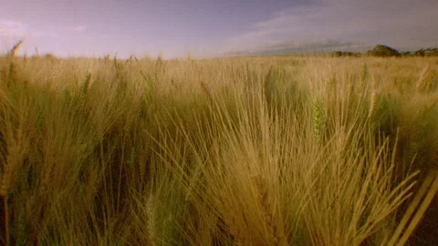 Rows of swaying green and brown wheat in a wheatfield Stock Footage 310538161