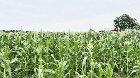 Rows of Sweet Corn close to harvest time Stock Footage 339355129