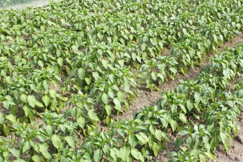 Rows of sweet pepper in garden Stock Photos
