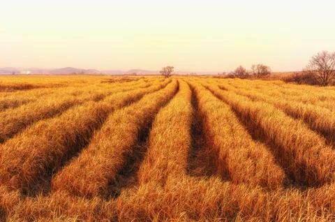 Rows of tall grass Foto stock