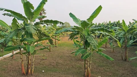 Rows of tall palm trees in a plantation 库存影片 340030648