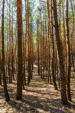 Rows of the tall pine trees in a forest on spring Stock Photos