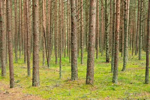Rows of tall pine trees rise above a bright green mossy forest floor, forming Stock Photos
