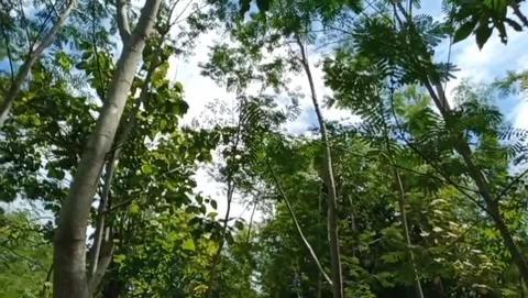 Rows of tall sengon trees with thick green leaves against a blue sky. Video stock 324891100