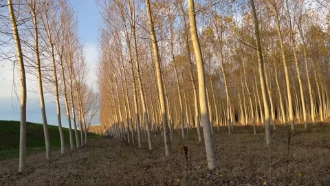 Rows of tall trees in the fall Stock Footage 227297879