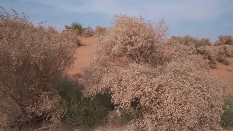 Rows of Tamarix dioica plants in the Thar desert area of jaisalmer rajasthan. Stock Footage 282792726