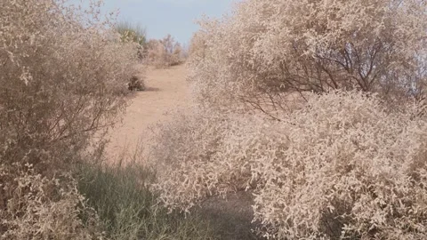 Rows of Tamarix dioica plants in the Thar desert area of jaisalmer rajasthan. Stock Footage 282792802