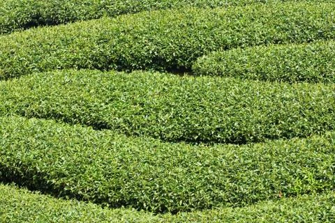 Rows of tea tree 스톡 사진