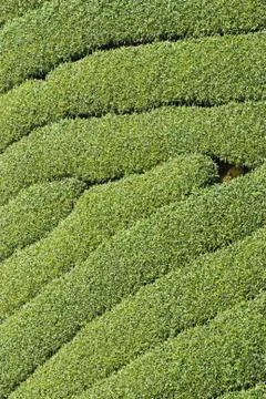 Rows of tea tree 写真素材
