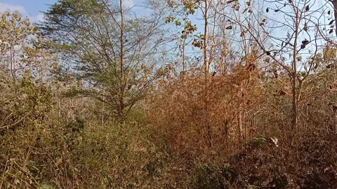 Rows of teak trees on a slope with a blue sky. Video stock 340058114