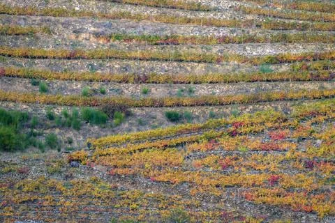 Rows of Terraced Vineyards form Parallel and Diagonal Lines Stock Photos