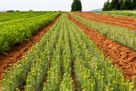 Rows of thousands of one year old pine seedlings on the USDA Forest Service P Stock Photos
