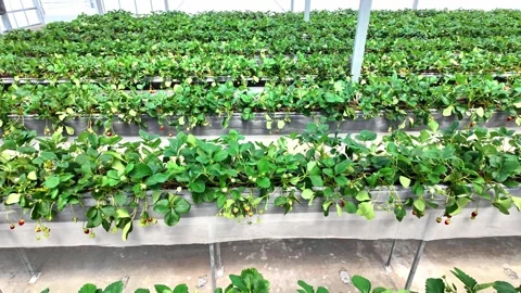 Rows of thriving strawberry plants in a modern greenhouse using hydroponics. Video stock 312314030