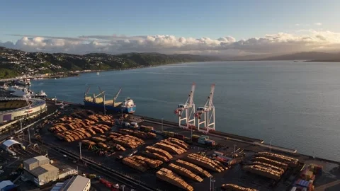 Rows of timber logs fill export yard at Wellington port, New Zealand, beneath Stock-Footage 339980840