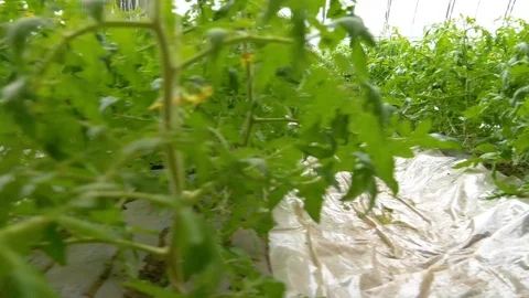 Rows of tomato plants Stock Footage 105105777