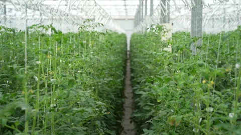 Rows of tomato plants in a greenhouse, with both ripe red and unripe green Stock Footage 320400642
