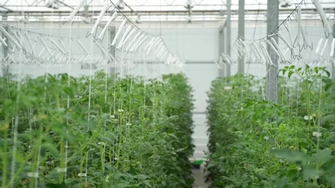 Rows of tomato plants in a greenhouse, with both ripe red and unripe green Stock Footage 320400967