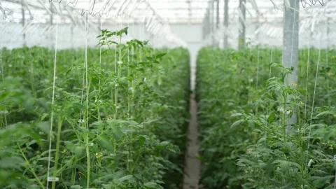 Rows of tomato plants in a greenhouse, with both ripe red and unripe green Stock Footage 320401015