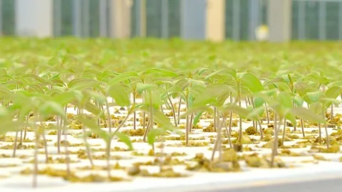 Rows of tomato plants in greenhouse Stock Footage 73815101